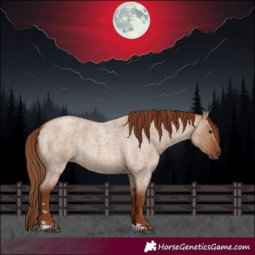 Horse Color:Red Dun Roan 