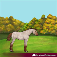 Horse Color:Red Dun Roan 