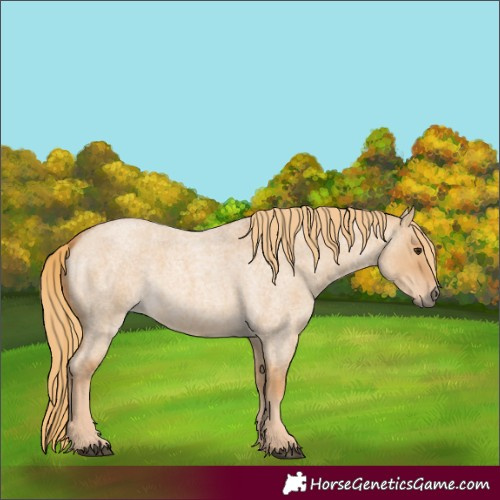 Horse Color:Red Dun Roan 