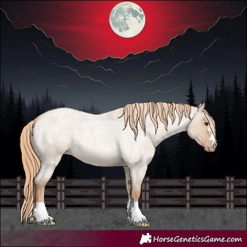 Horse Color:Red Dun Roan Appaloosa 