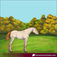 Horse Color:Red Dun Roan 