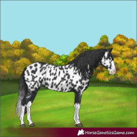 Horse Color:Black Splash Appaloosa