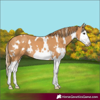 Horse Color:White Spotted Chestnut Splash Frame 