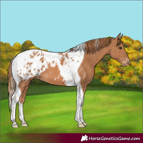 Horse Color:Chestnut Tobiano Appaloosa 