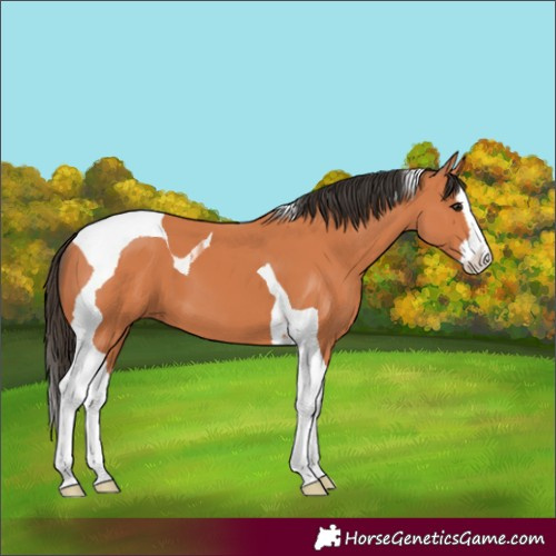 Horse Color:Bay Splash Tobiano 