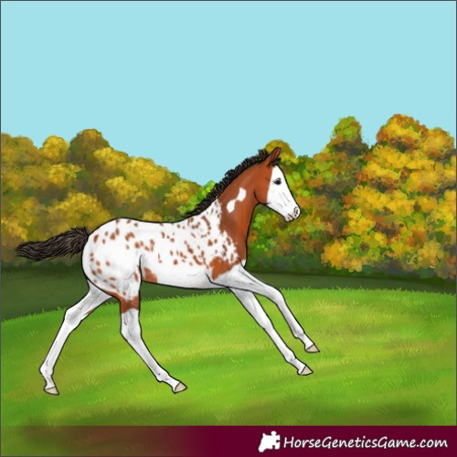 Horse Color:Bay Splash Frame Appaloosa 