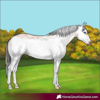 Horse Color:White Spotted Bay Splash Frame 