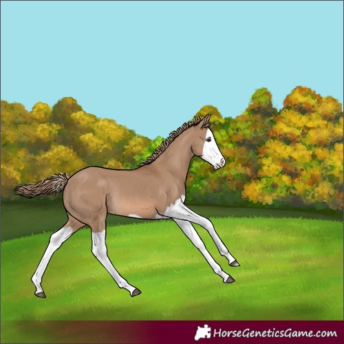 Horse Color:Red Dun Splash Rabicano 