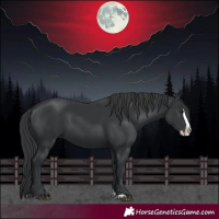 Horse Color:Black Splash