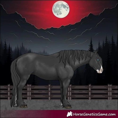 Horse Color:Black Splash 