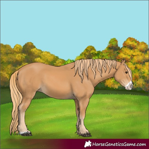 Horse Color:Chestnut Frame 