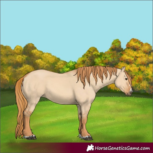 Horse Color:Red Dun 