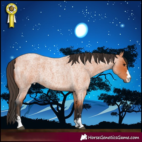 Horse Color:Bay Roan 