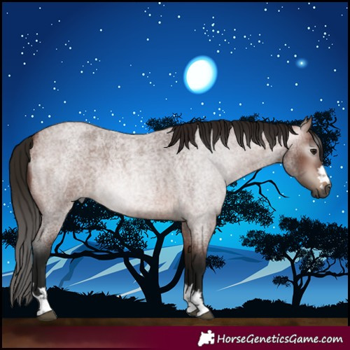 Horse Color:Gray Bay Roan 