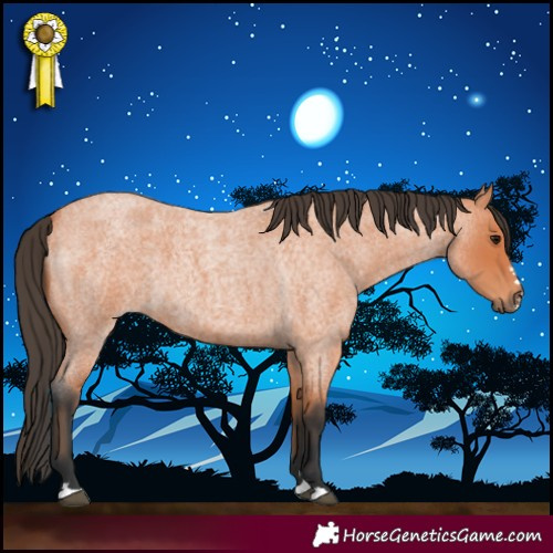 Horse Color:Bay Roan 
