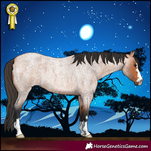 Horse Color:Bay Roan 