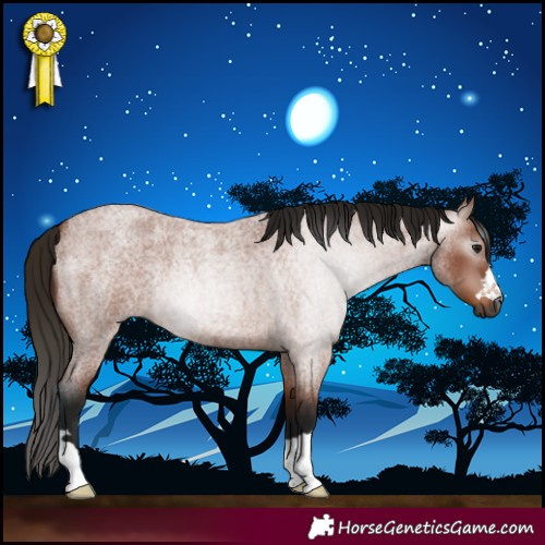 Horse Color:Gray Bay Roan 