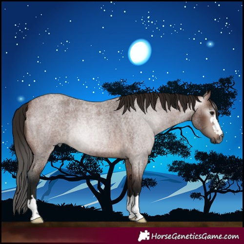 Horse Color:Gray Bay Roan 