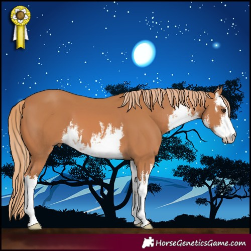 Horse Color:White Spotted Chestnut 
