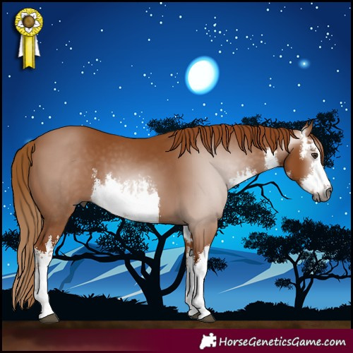 Horse Color:Gray White Spotted Chestnut 