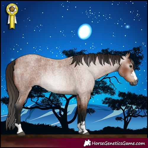 Horse Color:Gray Bay Roan 
