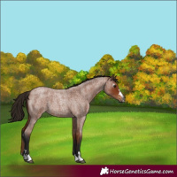 Horse Color:Gray Bay Roan 