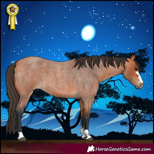 Horse Color:Bay Roan 