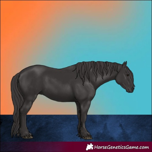 Horse Color:Smoky Black 