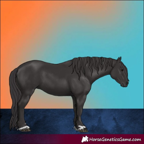 Horse Color:Smoky Black 
