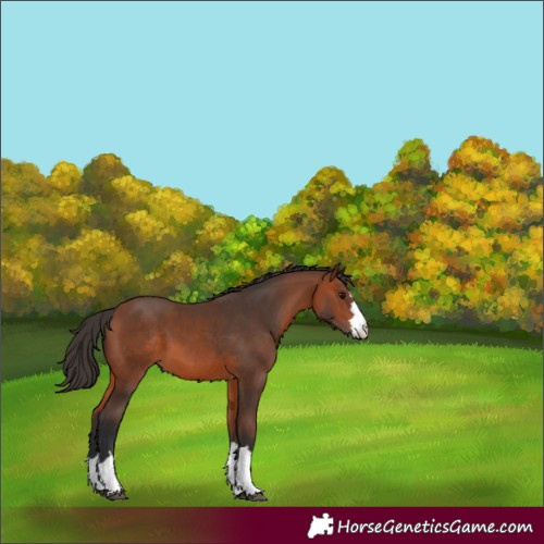 Horse Color:Bay 