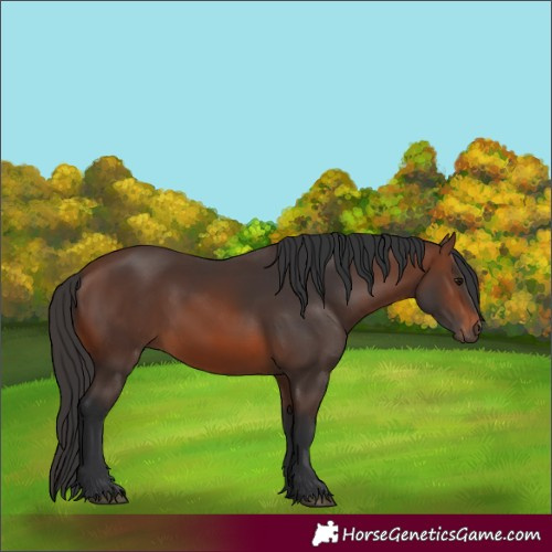 Horse Color:Brown 
