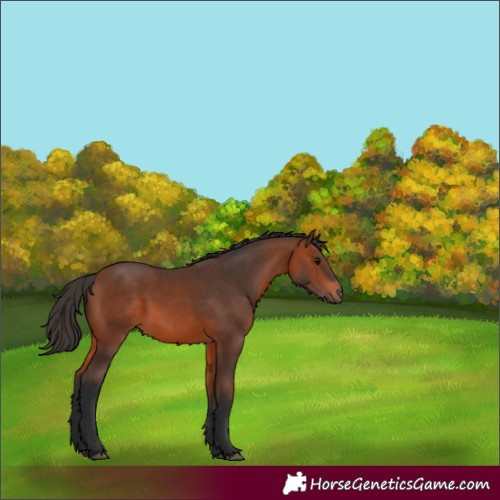 Horse Color:Bay 