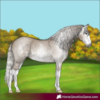 Horse Color:Gray Silver Grullo Sabino Splash 