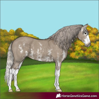 Horse Color:Gray Silver Grullo Sabino Splash 