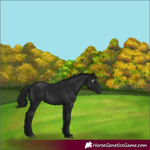 Horse Color:Gray Black 