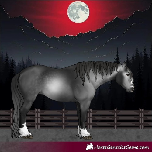 Horse Color:Gray Black 