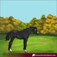 Horse Color:Gray Black 