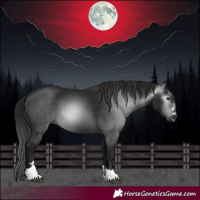 Horse Color:Gray Black 