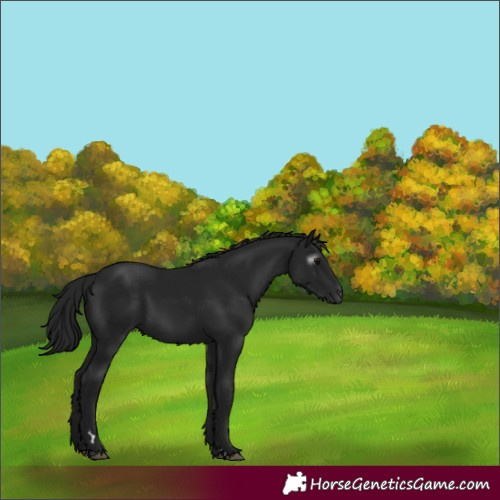 Horse Color:Gray Black 