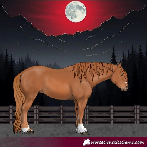 Horse Color:Chestnut 