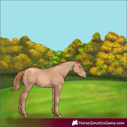 Horse Color:Gold Champagne 