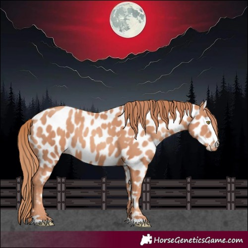 Horse Color:Gold Champagne Appaloosa 