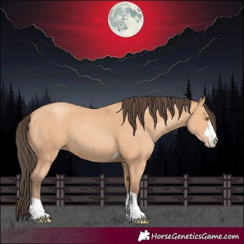 Horse Color:Amber Champagne 