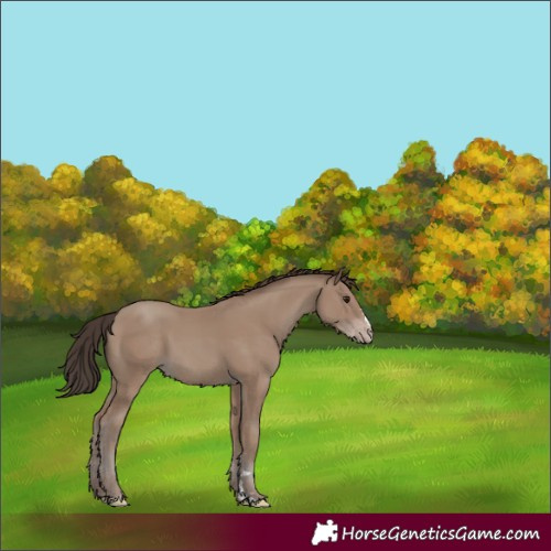 Horse Color:Classic Champagne 