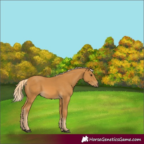 Horse Color:Palomino 