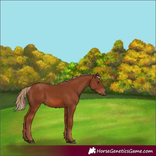 Horse Color:Chestnut 