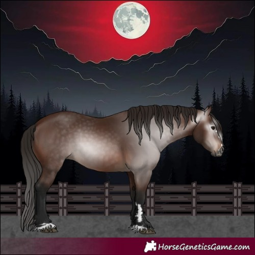 Horse Color:Gray Bay 