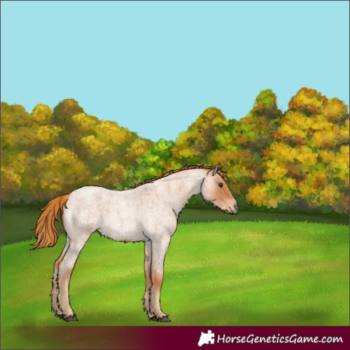 Horse Color:Red Roan 