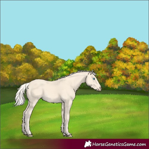 Horse Color:Cremello 