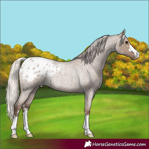 Horse Color:Silver Grullo Roan Appaloosa Rabicano 